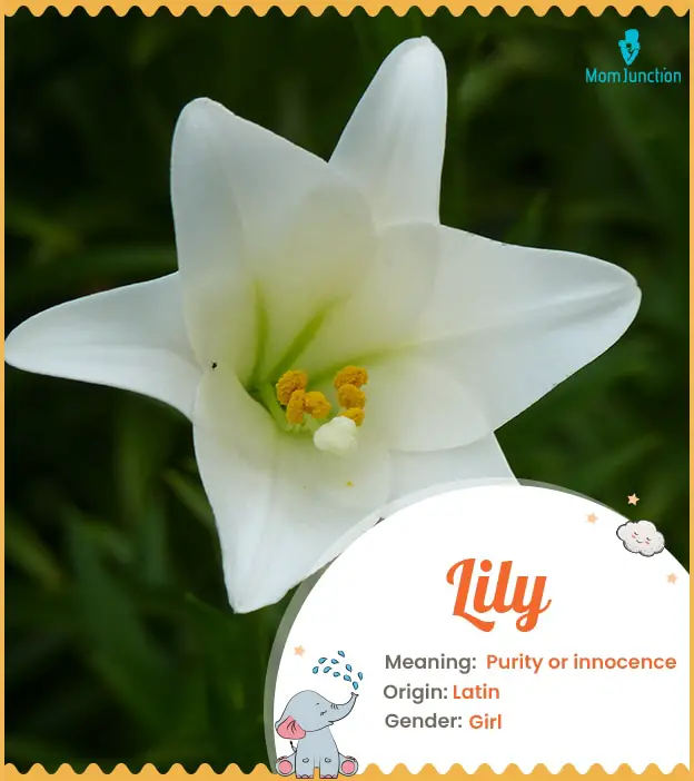 What Country Does the Name Lily Come from